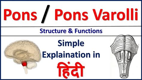 pons meaning in hindi|pons in hindi.